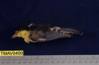 藏品(黃山雀)的圖片